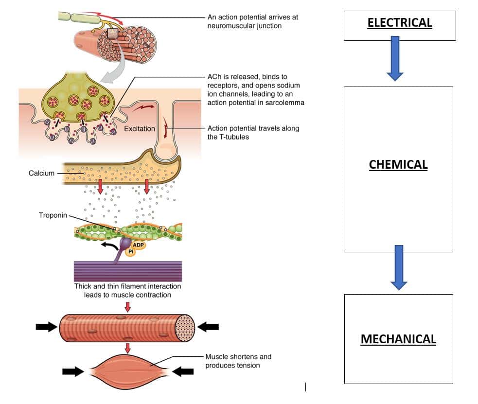 Electrial, Chemical, Mechanical Processes in Personal Training