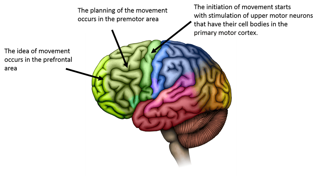 Brain, Exercise, and Movement Relations - Personal training near me