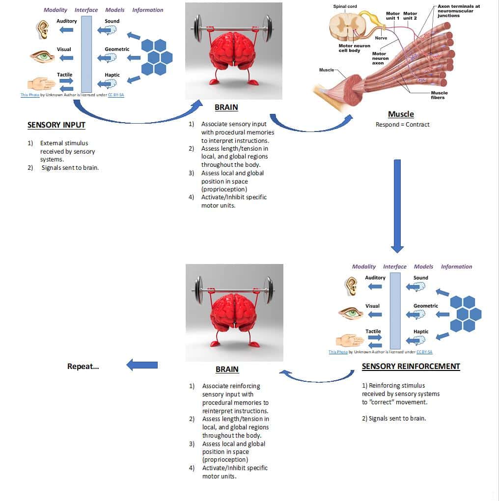 brain-sensory-reinforcement-muscle-personal-training