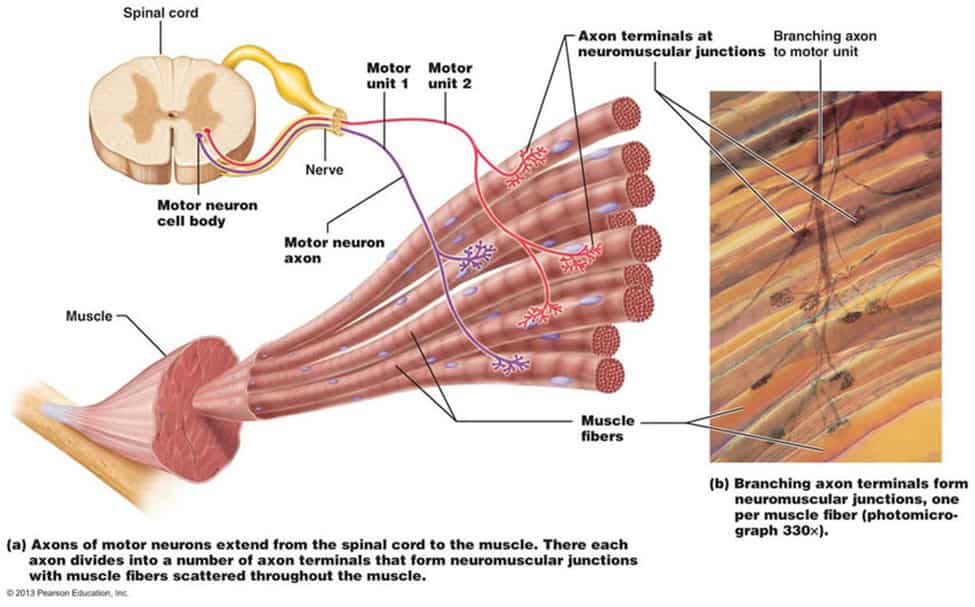 Muscles, Brains, and Neuron Relations - Scientific Personal Trainer