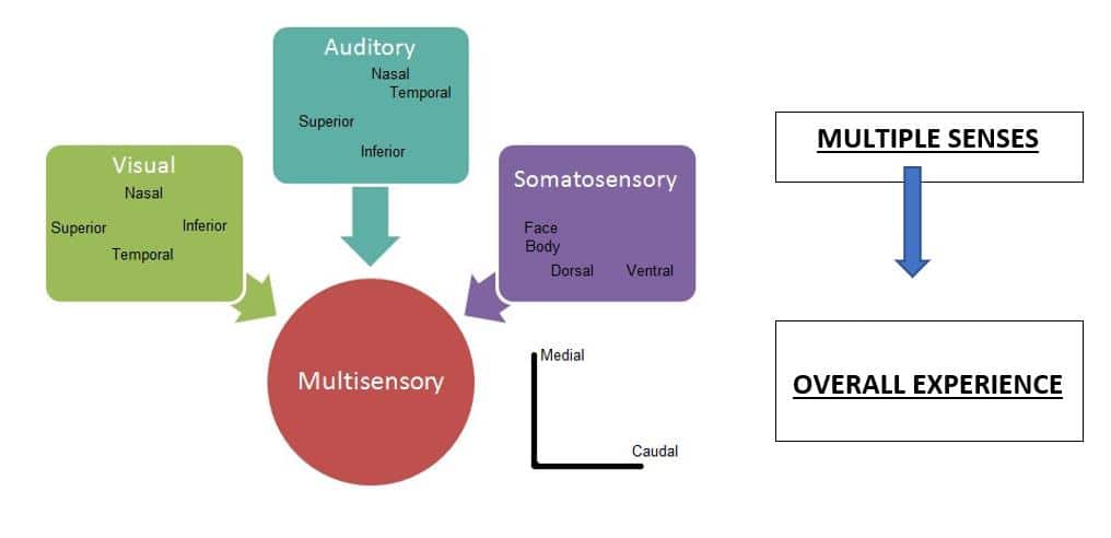 sensory-experience-during-personal-training