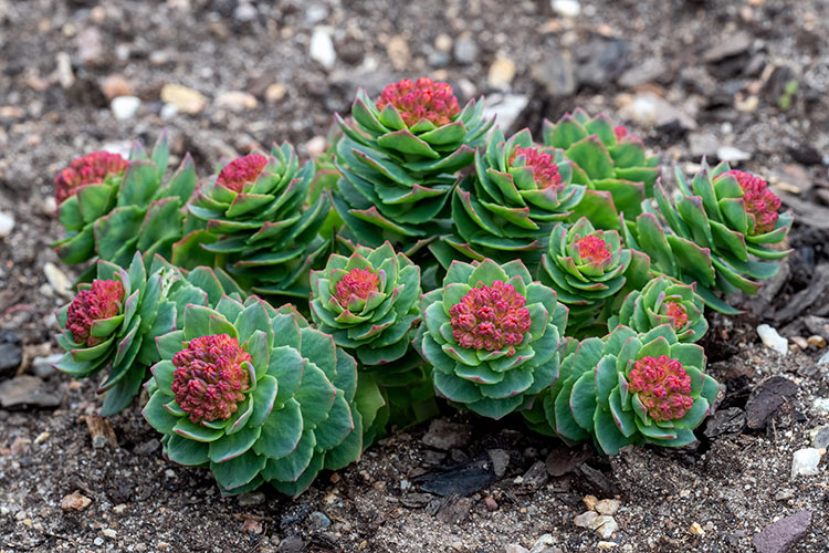How Rhodiola Can Keep You Sharp During Stressful Weeks DFW Fitness